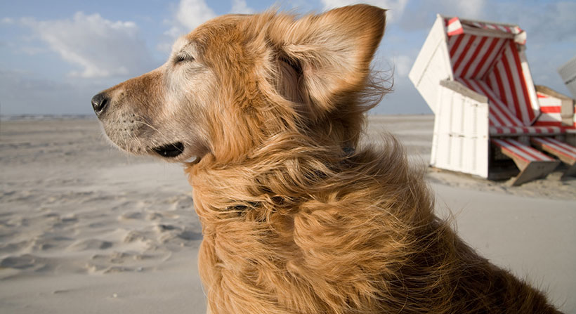Hund im Wind am Strand