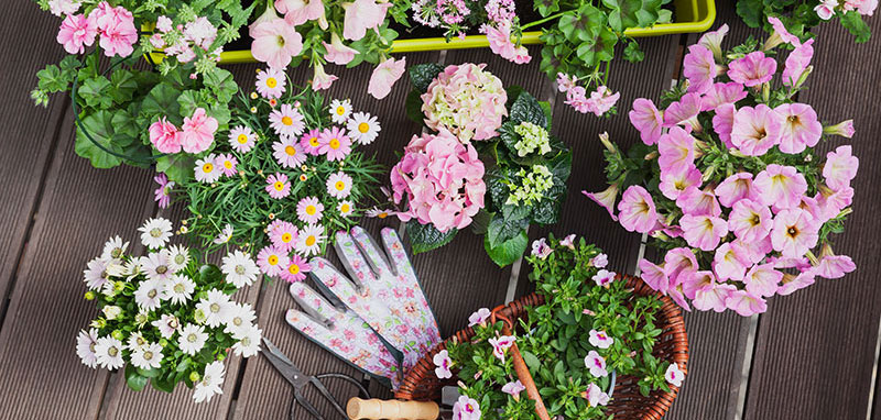 Frühlingsblumen und Gartenequipment