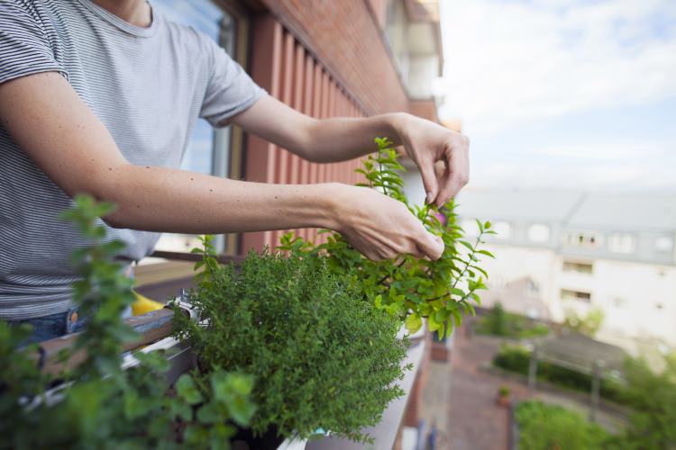 Kräuter auf dem Balkon werden gepflückt