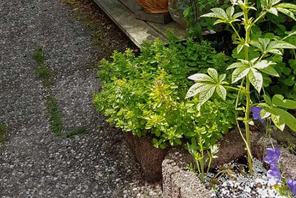 Oregano