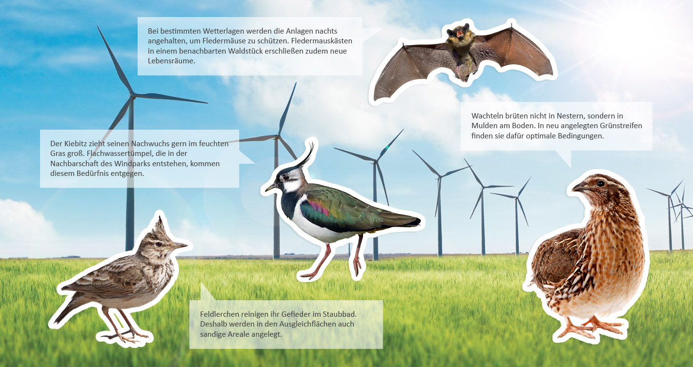 Naturschutz und Energiewende im Einklang